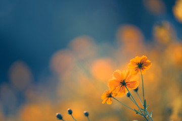 分享实测“掌乐宝炸金花带挂”(透视)其实确实有挂