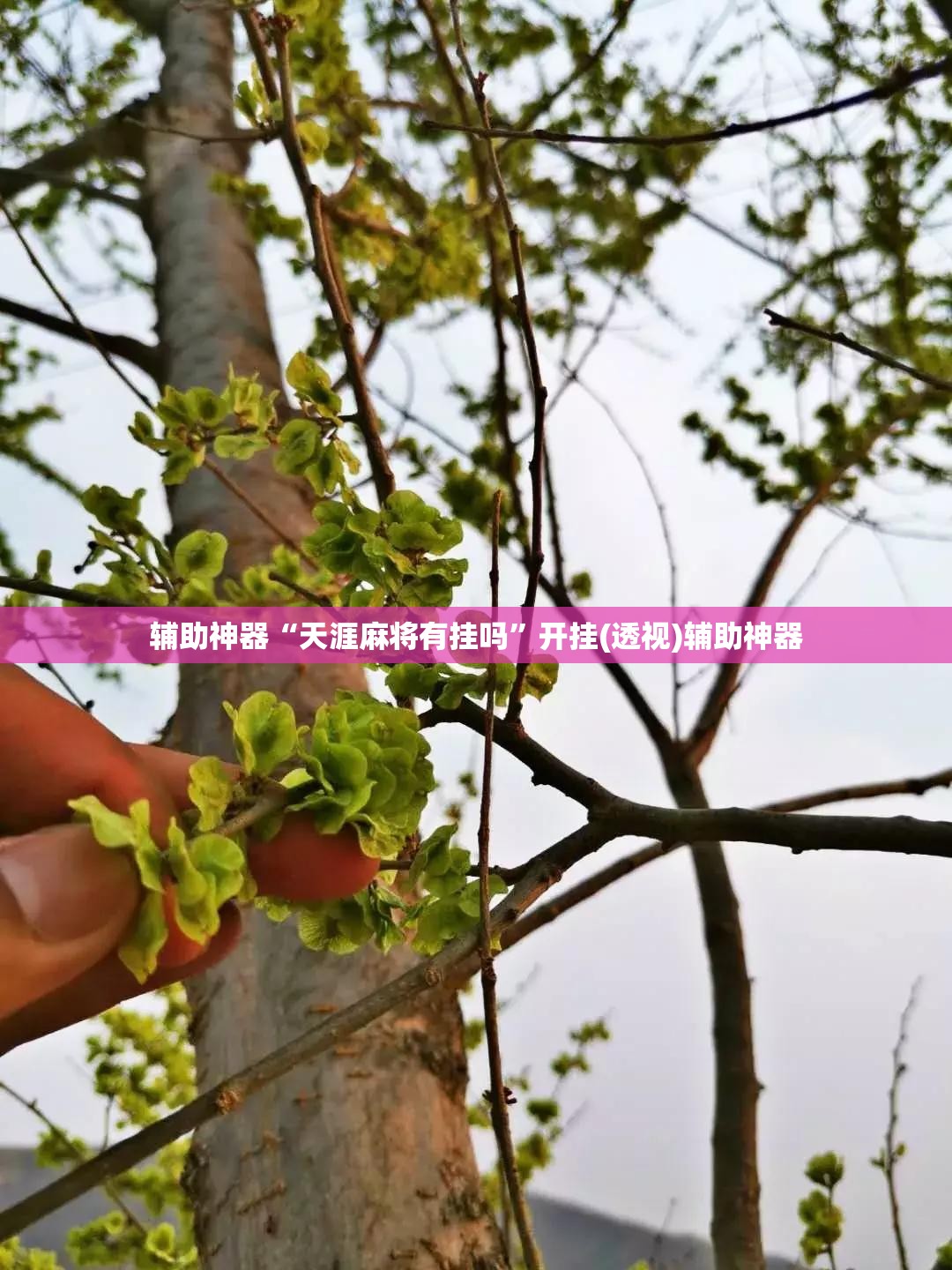 辅助神器“天涯麻将有挂吗”开挂(透视)辅助神器