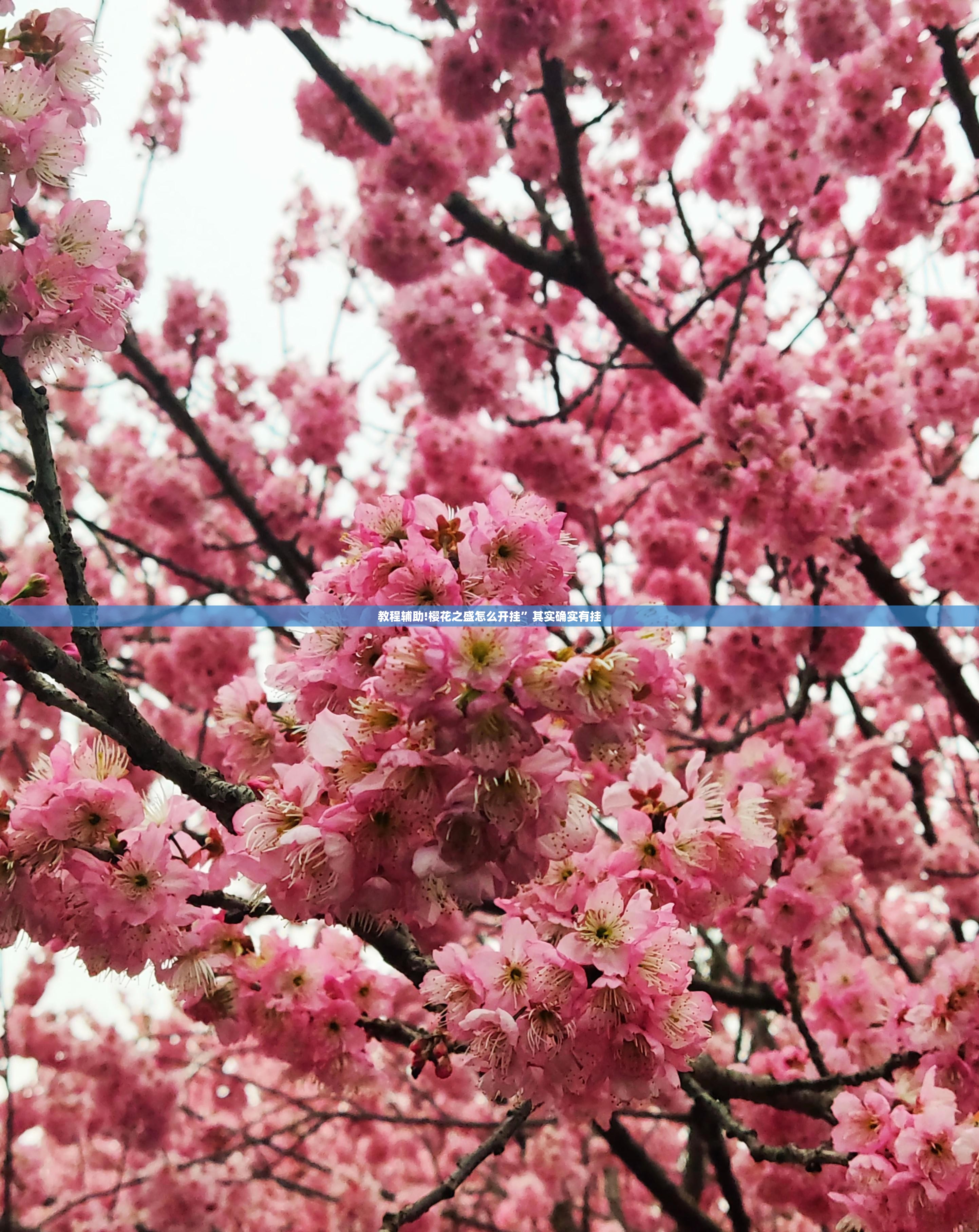 教程辅助!樱花之盛怎么开挂”其实确实有挂