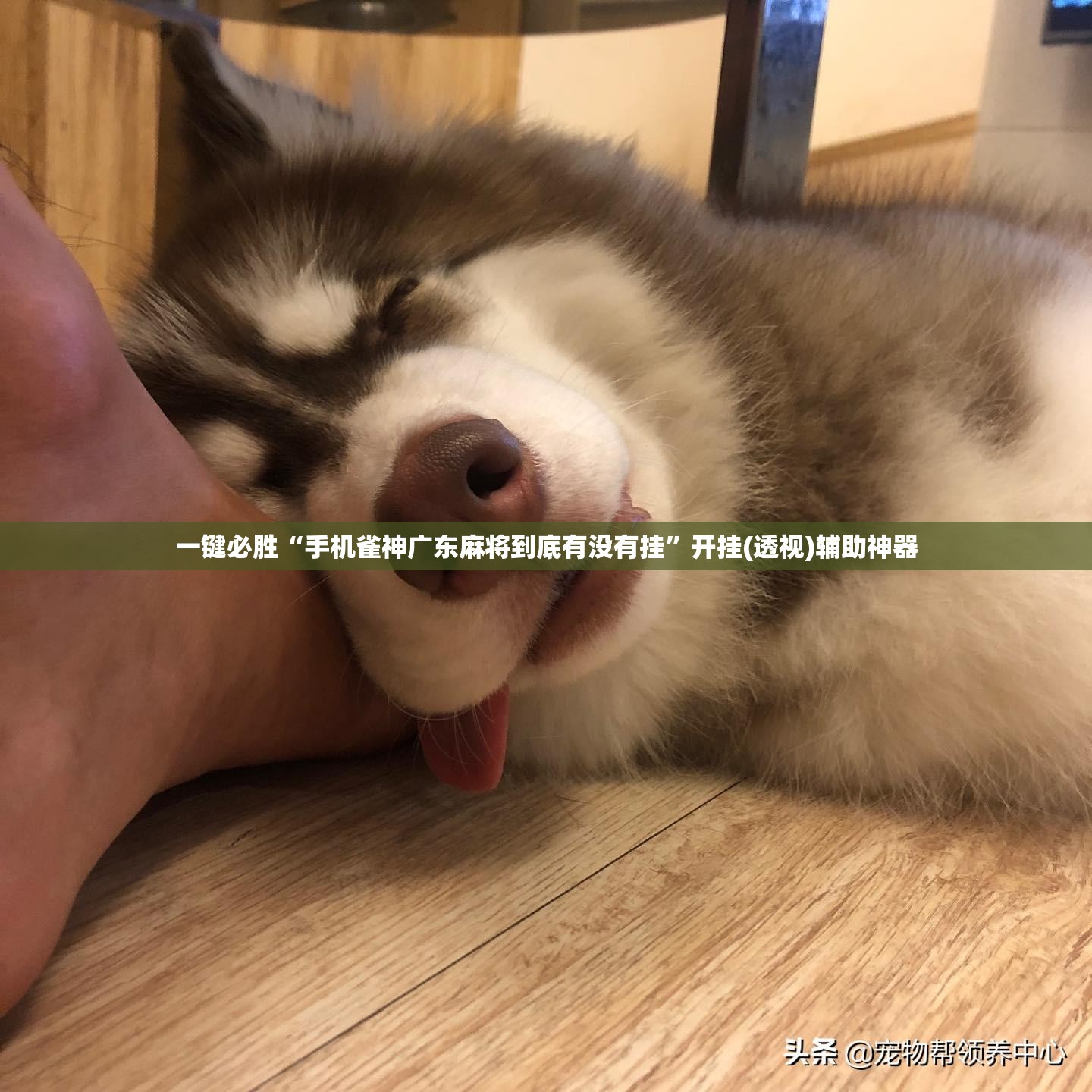 一键必胜“手机雀神广东麻将到底有没有挂”开挂(透视)辅助神器