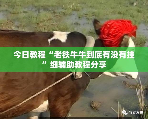 今日教程“老铁牛牛到底有没有挂”细辅助教程分享
